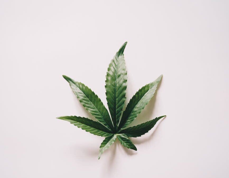 marijuana leaf on white surface